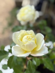 PAPERCHASE (floribunda)